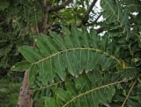Boswellia Serrata Extract